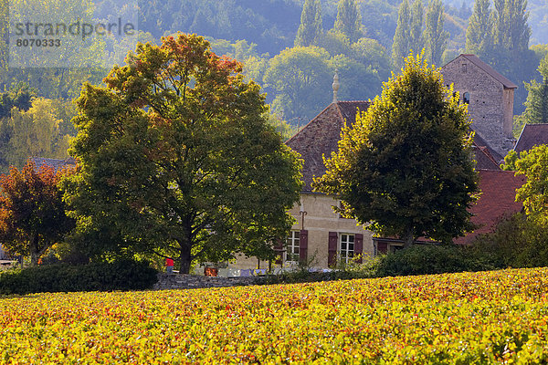 Farbaufnahme Farbe Baum Dorf Herbst Reben