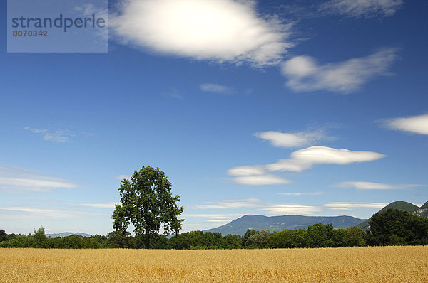 zwischen  inmitten  mitten  Frankreich  Berg  französisch  Hügel  Landwirtschaft  Feld  Ansicht  Hafer  Saint Croix  Boden  Fußboden  Fußböden  Kochmütze  Schweiz