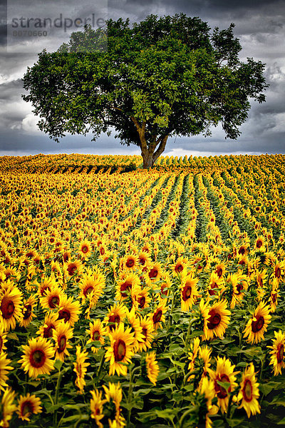 Feuerwehr  Baum  Sturm  Feld  Sonnenblume  helianthus annuus  Zimmer  16-17 Jahre  16 bis 17 Jahre