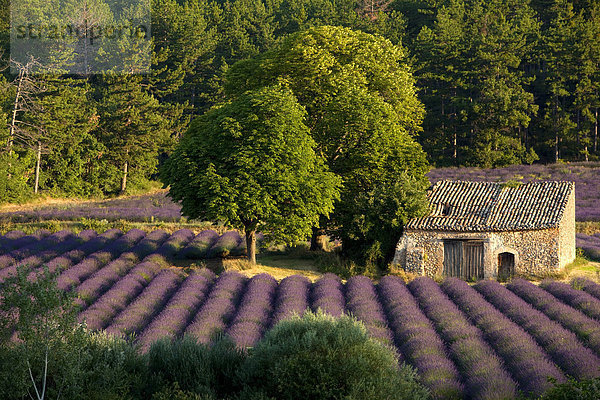 Ländliches Motiv ländliche Motive Hütte Feld Landschaft blühen Zimmer Provence - Alpes-Cote d Azur Hochebene Lavendel Valensole