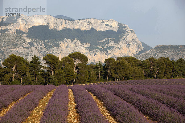 Ländliches Motiv  ländliche Motive  Feld  Landschaft  Provence - Alpes-Cote d Azur  Hochebene  Lavendel  Valensole