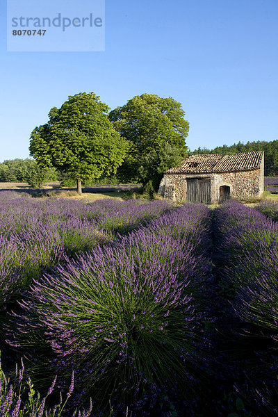 Ländliches Motiv  ländliche Motive  Hütte  Feld  Landschaft  blühen  Zimmer  Provence - Alpes-Cote d Azur  Hochebene  Lavendel  Valensole