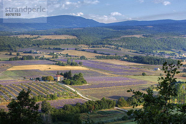 Ländliches Motiv ländliche Motive Wohnhaus Feld Einsamkeit Landschaft Provence - Alpes-Cote d Azur Hochebene Lavendel Sault