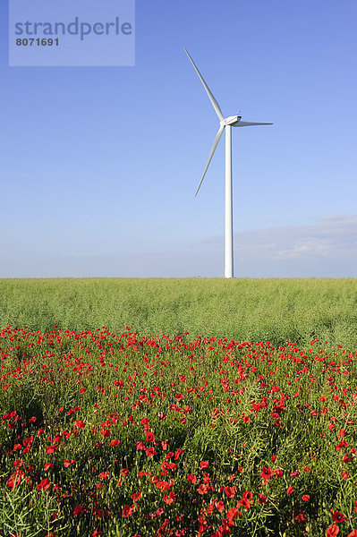 Feuerwehr blühen Feld Mohn Calvados Windmühle Windpark