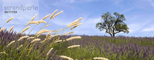 Baum  blühen  Feld  Mittelpunkt  Lavendel