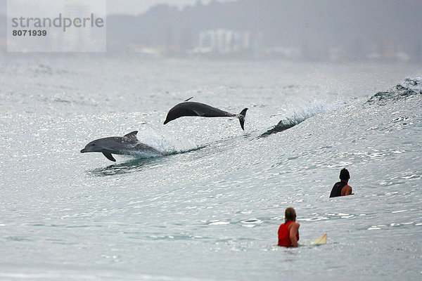 nahe Felsbrocken Wasser Kitesurfer sehen springen 2 Delphin Delphinus delphis Australien Schnapper