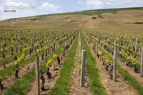 Wein  anpflanzen  Gras  Reihe  Beaune  Reben