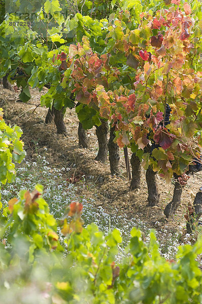 hoch oben nahe Anschnitt Wein Hügel ernten Tal Ursprung Weintraube Entdeckung Kletterpflanze Zimmer Rhone Weinberg