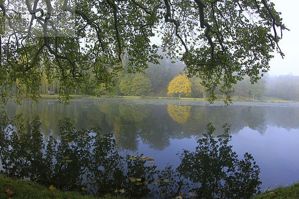 bedecken  Morgen  Baum  gelb  Landschaft  grün  Nebel  Herbst  Jeans  Laub  Teich