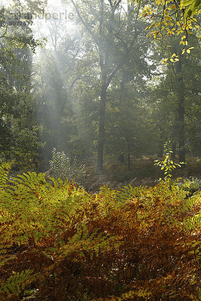 Baum  gelb  Beleuchtung  Licht  Landschaft  Dunst  grün  Farn  Herbst  Jeans  Sonnenlicht  Laub
