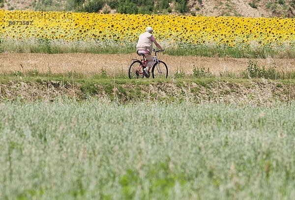 Mann  fahren  rennen  Senior  Senioren  Fernverkehrsstraße  Feld  Sonnenblume  helianthus annuus  vorwärts  Fahrrad  Rad