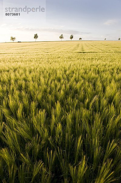 Kleine Menschengruppe  Kleine Menschengruppen  Ländliches Motiv  ländliche Motive  Getreide  Feld  Baum  Landschaft  Wachstum  entfernt  Gerste  Mai  reif