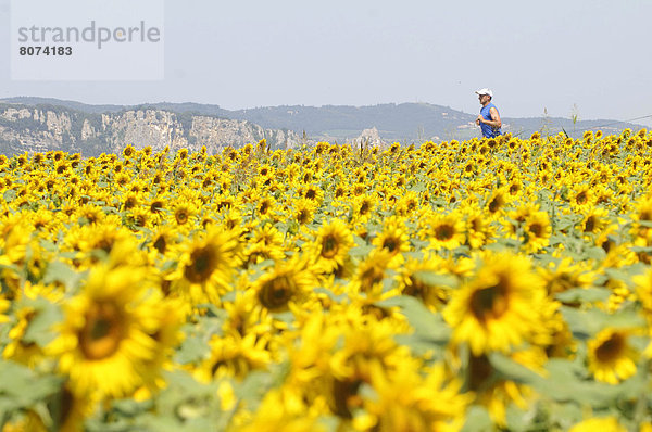 Sonnenblume  helianthus annuus  Mann  Mütze  Feld  Mittelpunkt  joggen  Hochebene