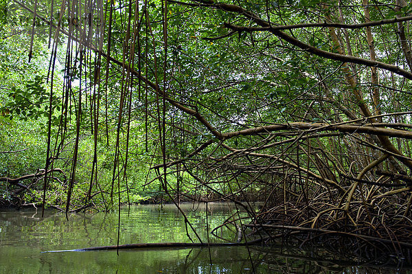 Mangrove on the Moustique river  island of Basse-Terre  Guadeloupe (971).