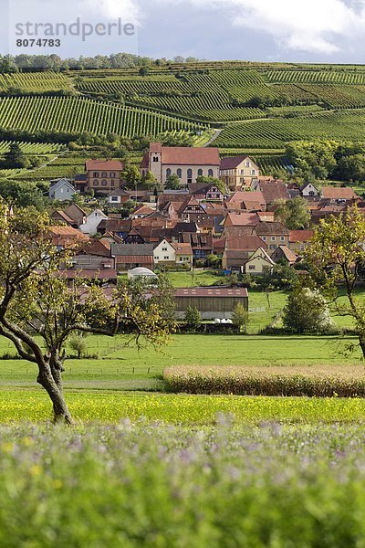 Dangolsheim (67)  wine village. September 2011