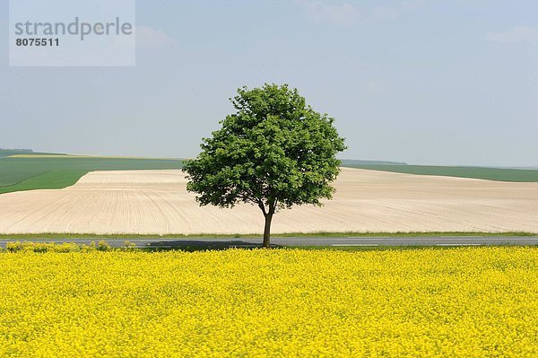 Feuerwehr  Ländliches Motiv  ländliche Motive  Feld  Baum  Einsamkeit  Landschaft  über  Ansicht  Luftbild  Fernsehantenne  gepflegt  Marne  Straßenrand