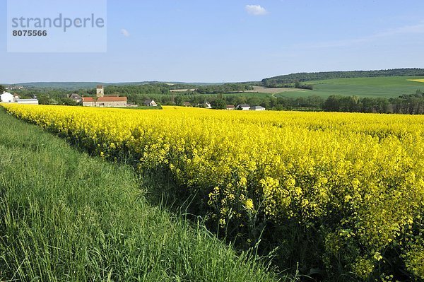 Feuerwehr  Wachstum  Feld  Marne