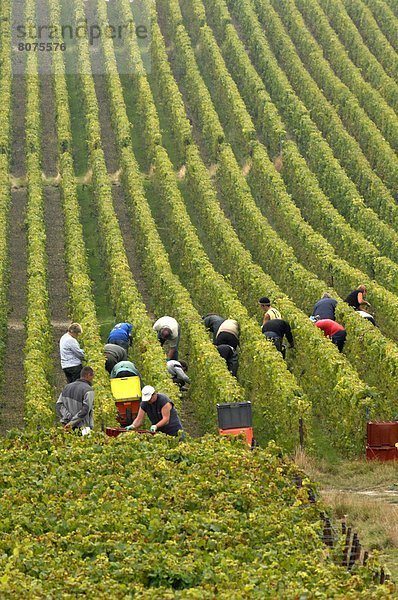 Wein  arbeiten  Produktion  ernten  Geschichte  Weintraube  Mittelpunkt  Zimmer  Champagner  Reims  Reben