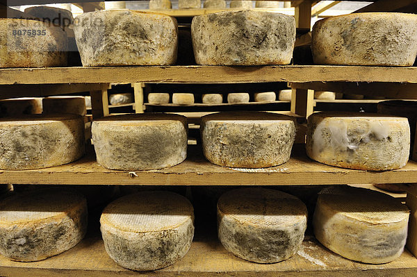 Neugier  Wirtschaft  Produktion  reifer Erwachsene  reife Erwachsene  Käse  Landwirtin  Keller