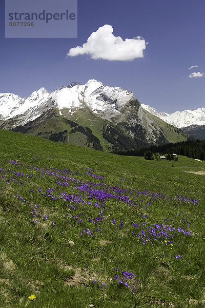 Blume  lila  Wiese  Fokus auf den Vordergrund  Fokus auf dem Vordergrund