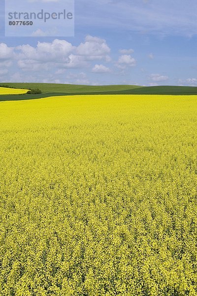 blühen  Feld