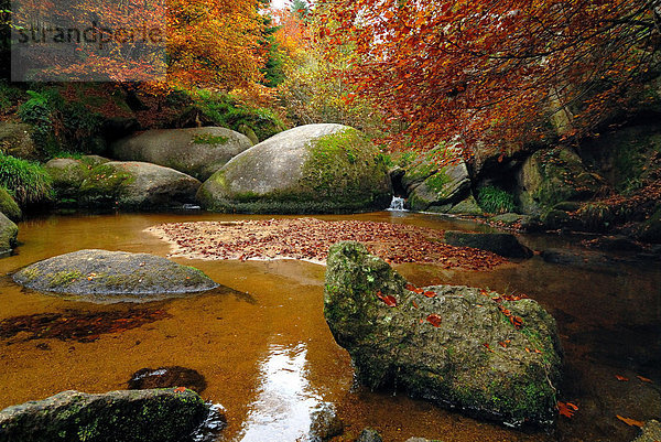 Wald  ungestüm  Herbst  Eber  Granit  Stute