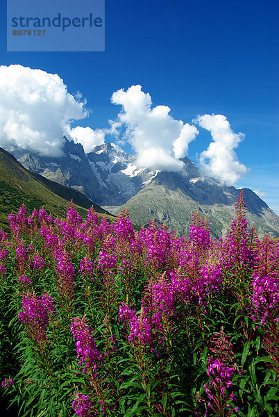 Berg  Wolke  Botanik  Hintergrund