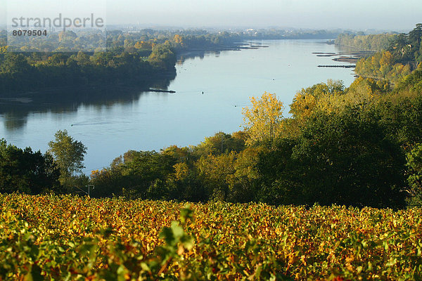 Wein  gelb  Landwirtschaft  Fluss  Heiligtum  Weinberg  Kletterpflanze  Morgendämmerung  Loire