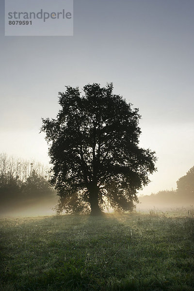 Ländliches Motiv  ländliche Motive  Ruhe  Baum  Traum  Einsamkeit