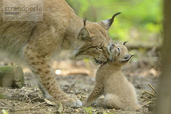 Junger Eurasischer Luchs (Lynx lynx) mit Mutter in einem Wald  Bayern  Deutschland