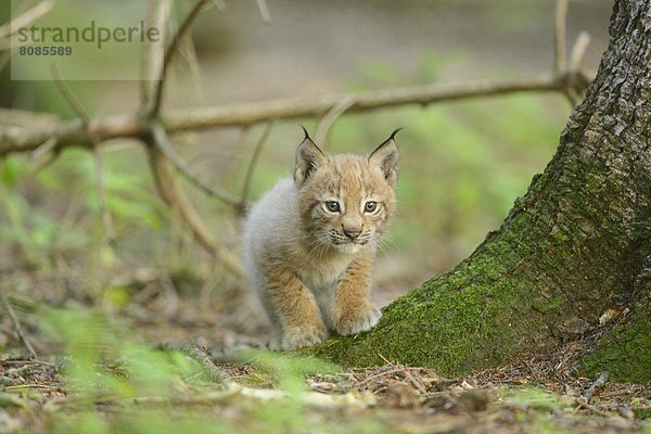 Junger Eurasischer Luchs (Lynx lynx) in einem Wald  Bayern  Deutschland