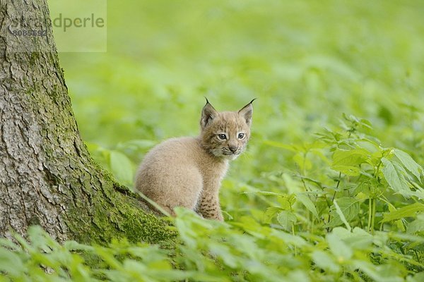 Junger Eurasischer Luchs (Lynx lynx) in einem Wald  Bayern  Deutschland