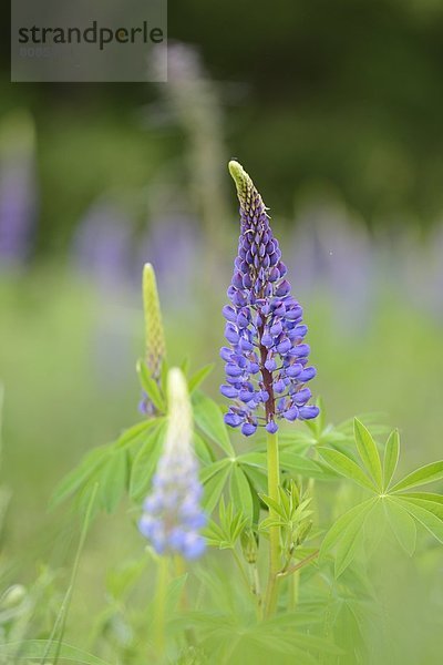 Blaue Lupine (Lupinus angustifolius)