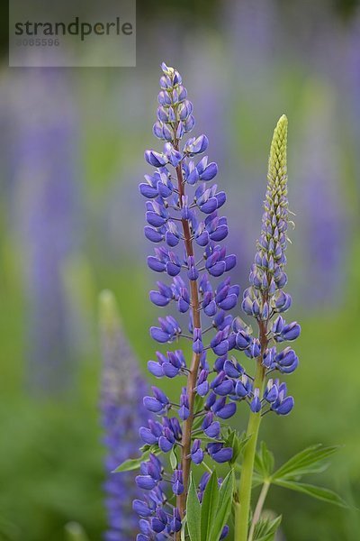 Blaue Lupine (Lupinus angustifolius)