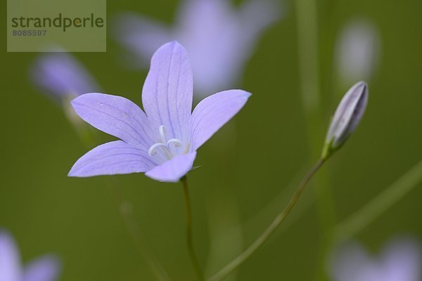 Spreading Bellflower (Campanula patula)