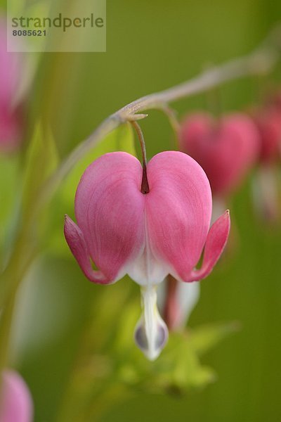 Tränendes Herz (Lamprocapnos spectabilis)