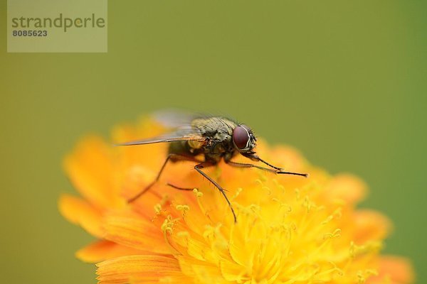 Schmeißfliege (Calliphoridae) auf einer Gold-Pippau (Crepis aurea)