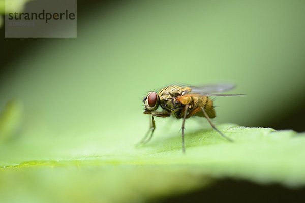 Schmeißfliege (Calliphoridae) auf einem Blatt