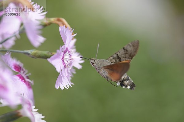 Taubenschwänzchen (Macroglossum stellatarum) auf einer Blüte