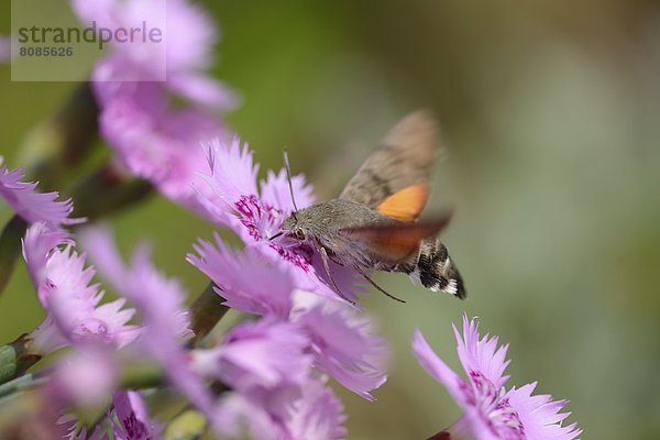 Taubenschwänzchen (Macroglossum stellatarum) auf einer Blüte