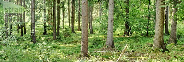 Baumstämme im Wald  Bayern  Deutschland
