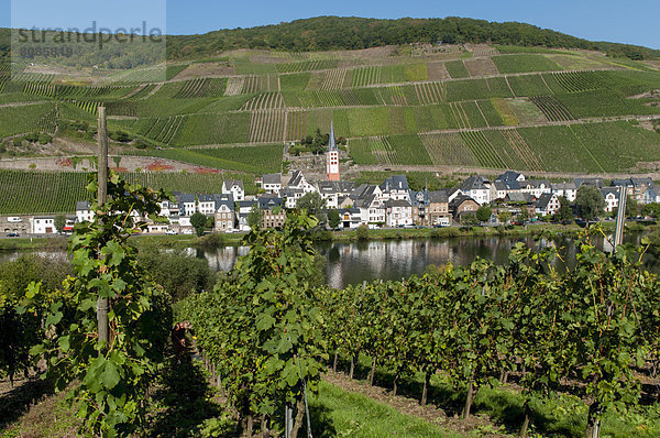 Mosel und Weinberge  Zell  Rheinland-Pfalz  Deutschland  Europa