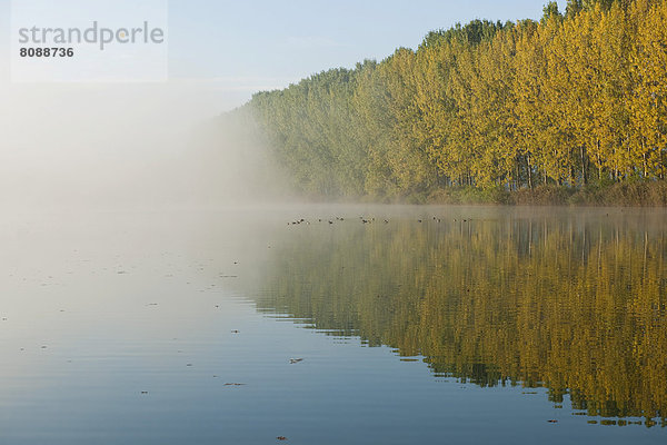 Teichlandschaft mit Nebelschwaden im Herbst  renaturierte Tagebaurestlöcher
