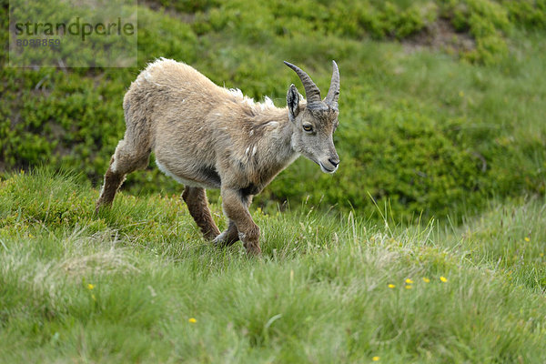 Alpensteinbock (Capra ibex) im Fellwechsel