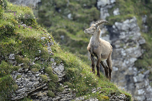 Alpensteinbock (Capra ibex) im steilen Gelände stehend