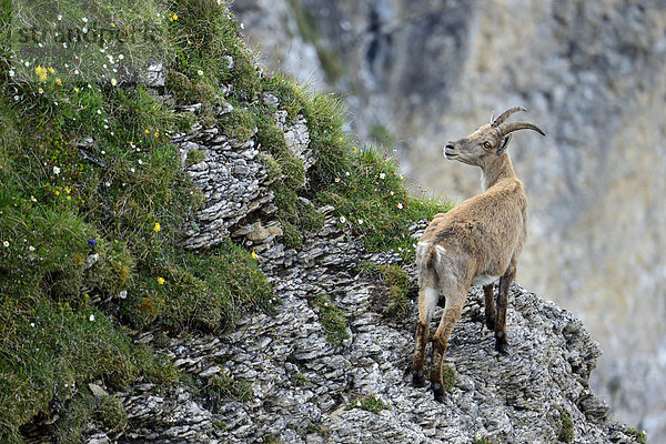 Alpensteinbock (Capra ibex) im steilen Gelände stehend