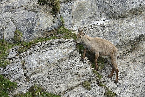 Alpensteinbock (Capra ibex) klettert in einer steilen Felswand