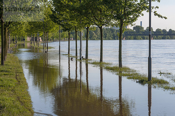 Hochwasser  überschwemmte Mainpromenade