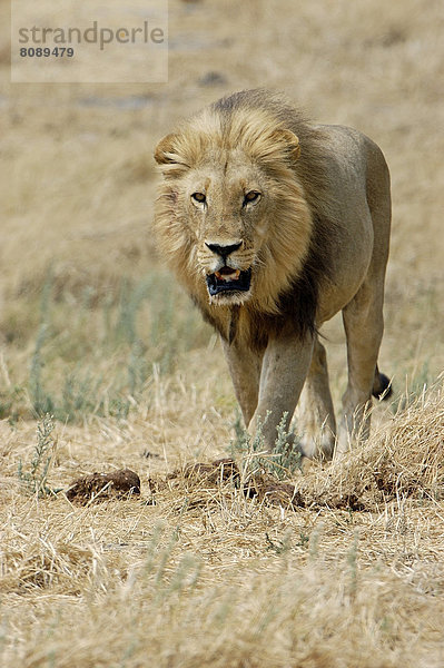 Löwe (Panthera leo)