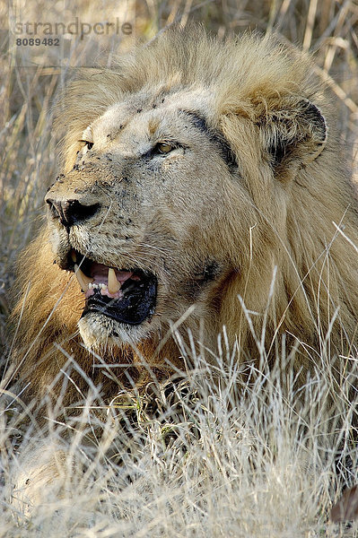 Löwe (Panthera leo)